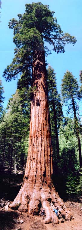 Giant Sequoia