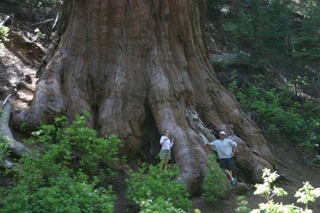 giant sequoia