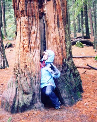 birthing tree