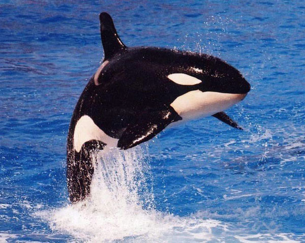 orca